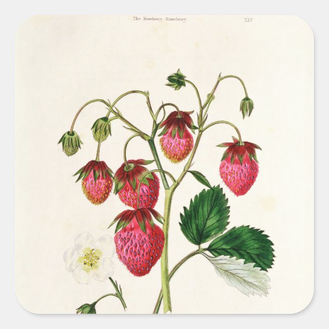 Die Roseberry-Erdbeere, graviert von Watte Quadratischer Aufkleber (Vorderseite)