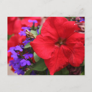 Die Rot & Purpur Gesellschaft Postkarte