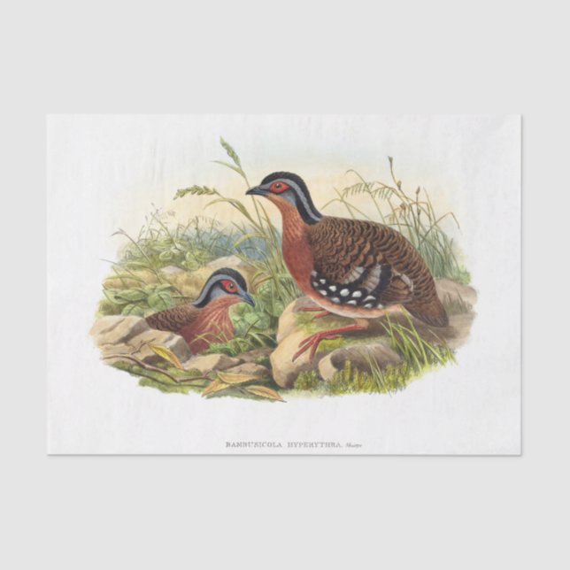 Die Rotbrüste der Dekoupage Seidenpapier (Vorderseite)