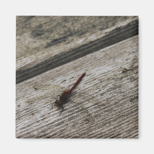 Die rote Libelle Magnet