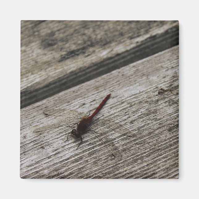 Die rote Libelle Magnet (Vorne)
