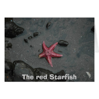 Die roten Starfish