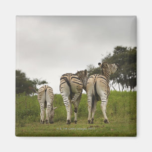 Die Rückseite von drei Zebras, Südafrika Magnet