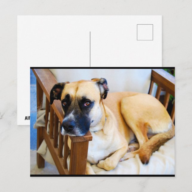Die Ruhe des Wächters Postkarte (Vorne/Hinten)