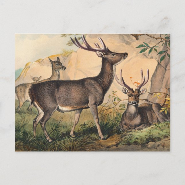 Die Rusa Deer von Joseph Wolf Postkarte (Vorderseite)