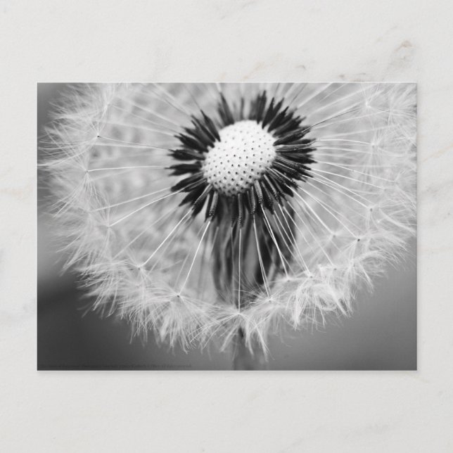 Die Samen von morgen Postkarte (Vorderseite)