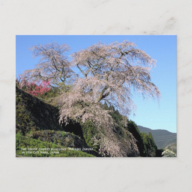 Die Sauerkirschblüte "Matabei Zakura" Postkarte (Vorderseite)