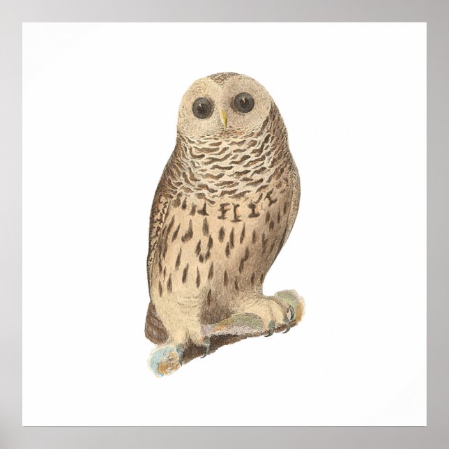 Die Schale (Ulula nebulosa) Poster (Vorne)