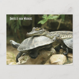 Die Schildkröte und die Krokodilkarte Postkarte