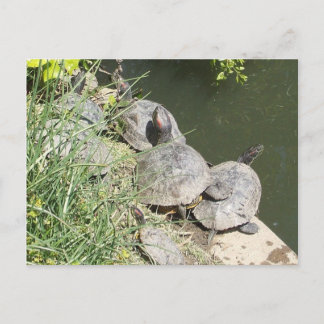 Die Schildkröten: Es gibt keinen Platz für mich! Postkarte