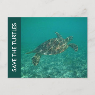 Die Schildkröten gerettet Postkarte