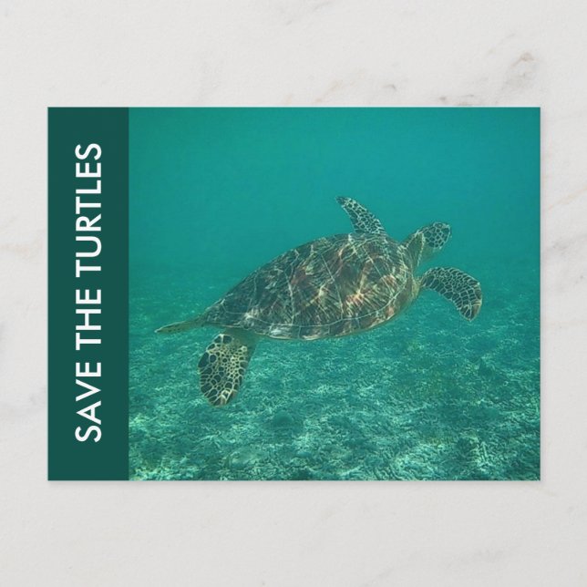 Die Schildkröten gerettet Postkarte (Vorderseite)