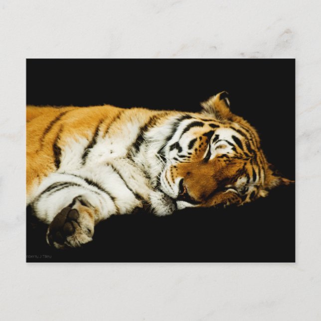 Die schlafende Amur-Postkarte Postkarte (Vorderseite)