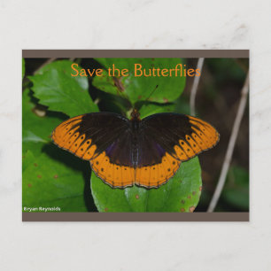 Die Schmetterlinge Arkansas 2 Postkarte gerettet