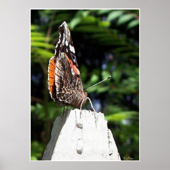 Die Schmetterlingspost Poster (Vorne)