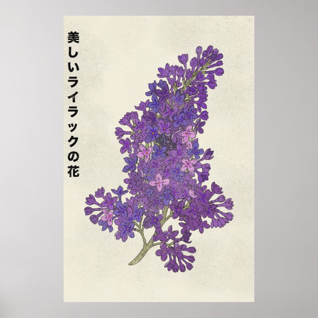 Die schöne Fliederblüte Poster (Vorne)