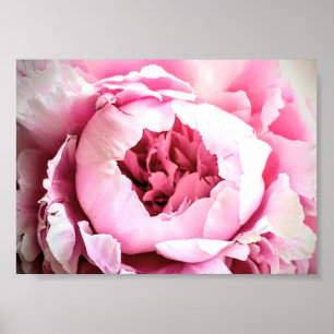 Die schöne rosa elegante Pfingstrose Poster