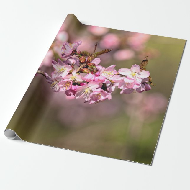 Die Schönheit der Kirschblüten von Sakura wird nie Geschenkpapier (Ungerollt)