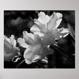 Die Schönheit des Frühlings Poster