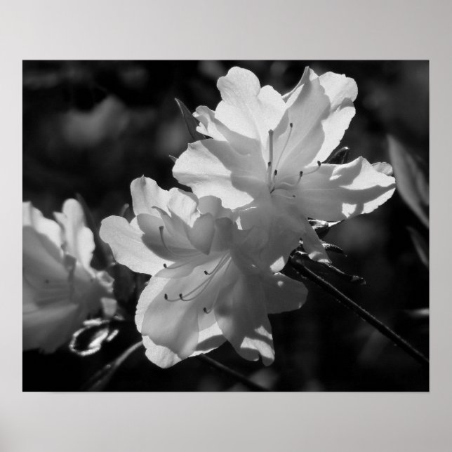 Die Schönheit des Frühlings Poster (Vorne)