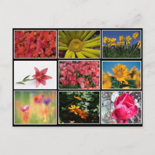 Die schönsten Blume Collage Postcard Postkarte
