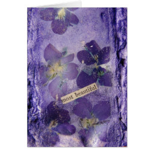 Die schönsten Lila Violetten