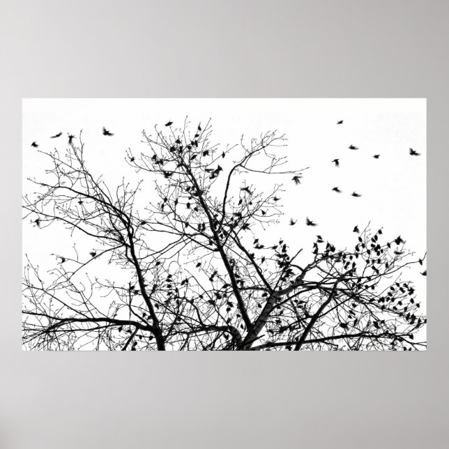 die schwarzen Vögel Poster (Vorne)