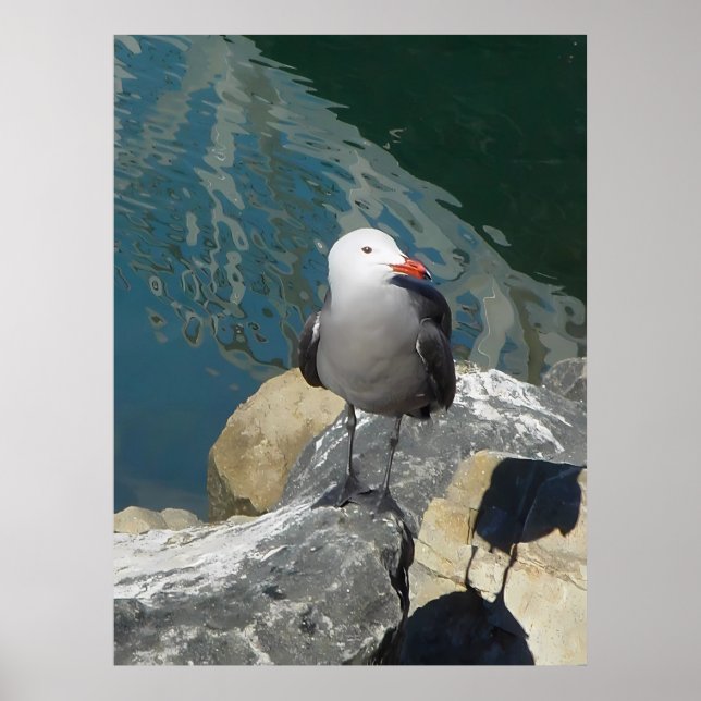 Die Seagull Larry Day Ken Gage Bird Fotografie Poster (Vorne)