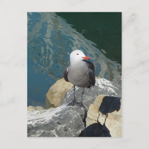 Die Seagull Larry Day Ken Gage Bird Fotografie Postkarte