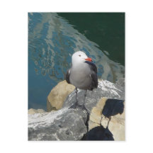 Die Seagull Larry Day Ken Gage Bird Fotografie