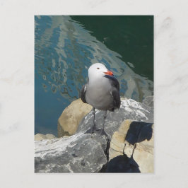 Die Seagull Larry Day Ken Gage Bird Fotografie Postkarte
