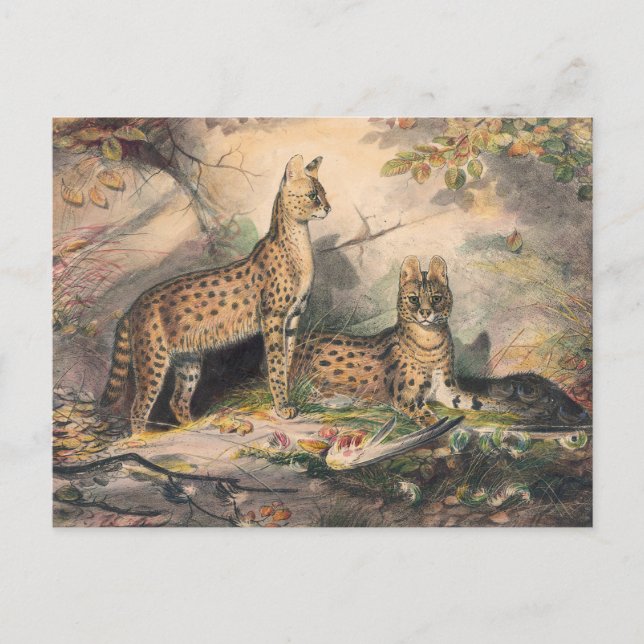 Die Serval von Joseph Wolf Postkarte (Vorderseite)