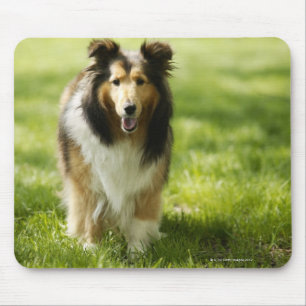 Die Shetlandinseln-Schäferhund, der auf das Gras Mousepad
