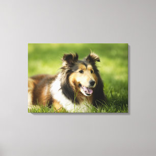 Die Shetlandinseln-Schäferhund, der auf dem Gras Leinwanddruck