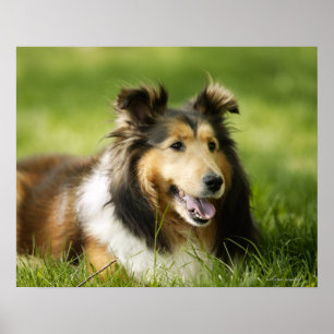Die Shetlandinseln-Schäferhund, der auf dem Gras Poster