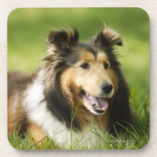 Die Shetlandinseln-Schäferhund, der auf dem Gras Untersetzer