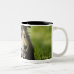 Die Shetlandinseln-Schäferhund, der auf dem Gras Zweifarbige Tasse