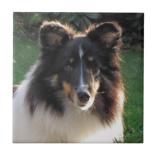 Die Shetlandinseln-Schäferhund Fliese
