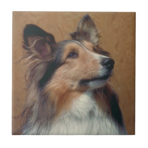 Die Shetlandinseln-Schäferhund Sheltie Fliese