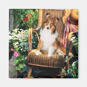 Die Shetlandinseln-Schäferhund Sheltie Magnet