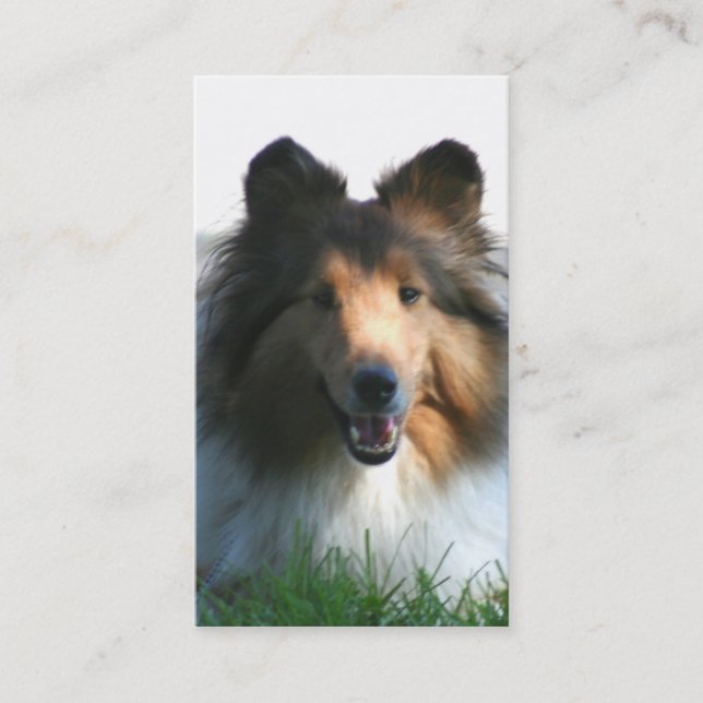 Die Shetlandinseln-Schäferhund-Visitenkarten Visitenkarte (Vorderseite)