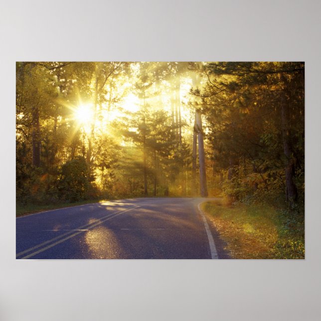 Die Sonne bricht durch den Wald auf eine Straße Poster (Vorne)