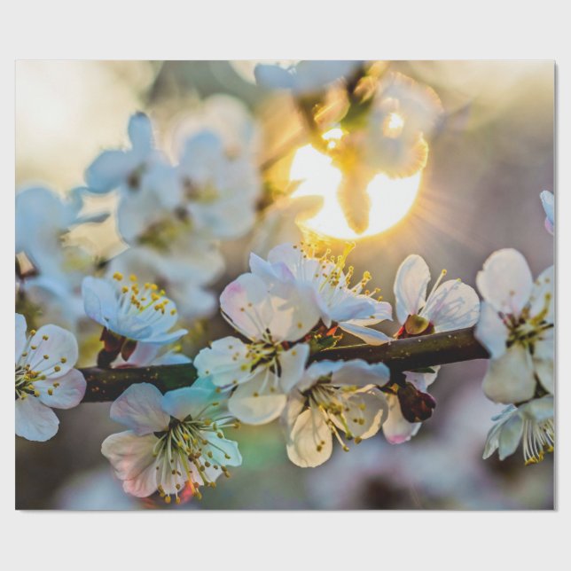 Die Sonne hinter den japanischen Aprikosenblüten Geschenkpapier (Flach)