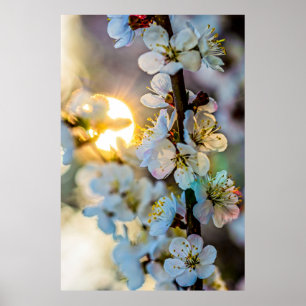 Die Sonne hinter den japanischen Aprikosenblüten Poster