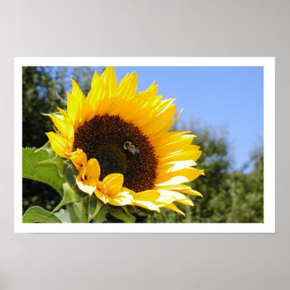 Die Sonnenblume Poster