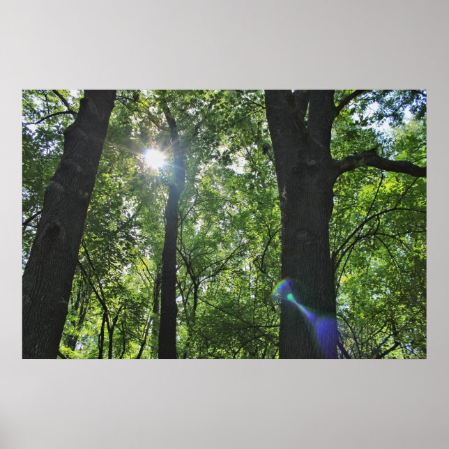 Die Sonnenscheinblase Poster (Vorne)