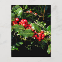 Die Stechpalme und der Efeu