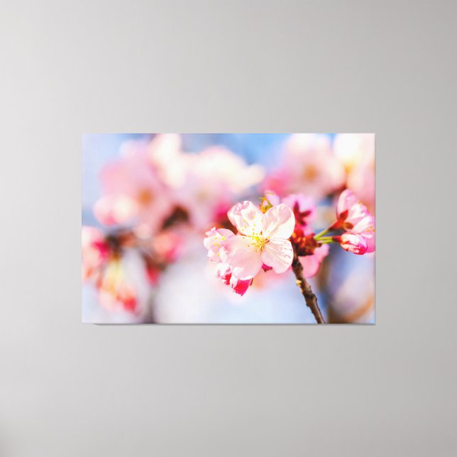 Die strahlende Schönheit der rosa Sakura-Blume Leinwanddruck (Vorderseite)