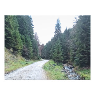 Die Straße zwischen Kiefern - Wilde Natur Rumänien Fotodruck
