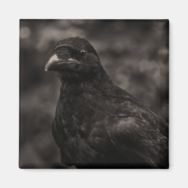 Die Suche Magnet (Vorne)